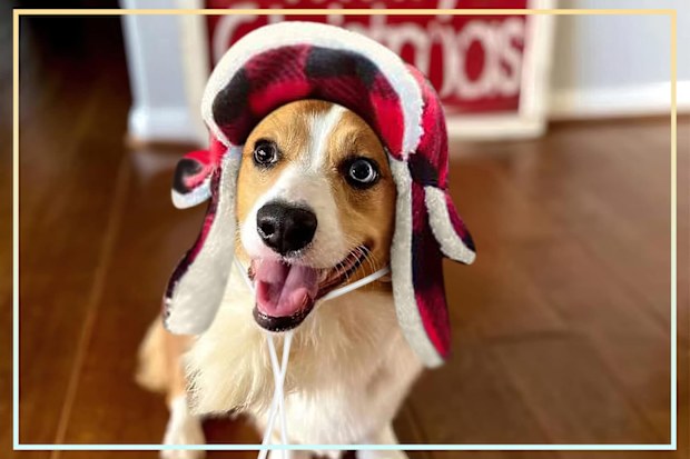 9PR: Tecotely Adjustable Earmuff Dog Hat