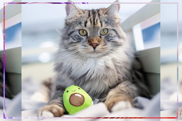 9PR: Petstages Lil' Avocato Dental Health Catnip Chew Toy