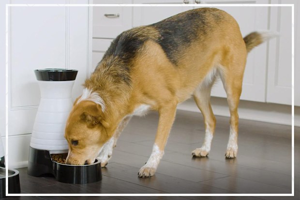 9PR: PetSafe Healthy Pet Food Station