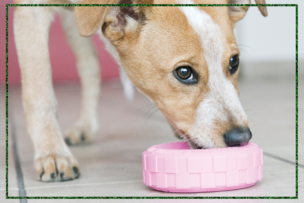 9PR: KONG Puppy Tires