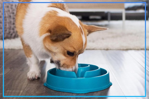 9PR: Outward Hound Fun Slow Feeder Dog Bowl