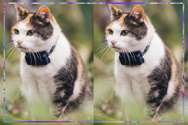 9PR: Tractive Mini GPS Cat Tracker