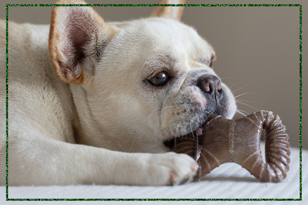 9PR: Benebone Bacon-Flavoured Tough Puppy Chew Toy