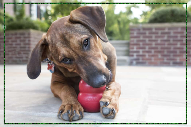 9PR:KONG Puppy Teething Treat Dispenser