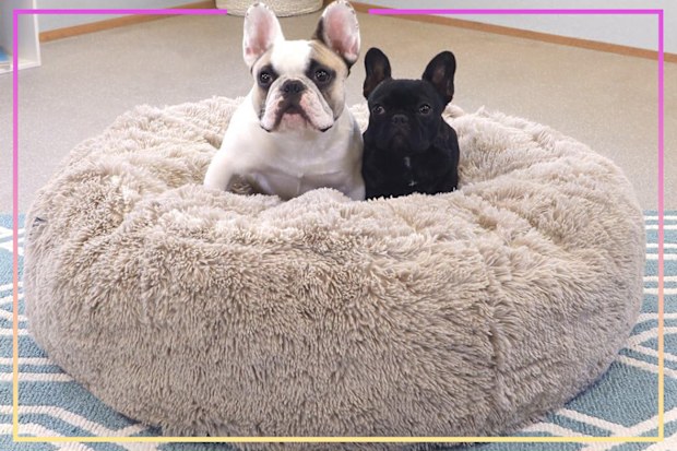 9PR: Dog beds