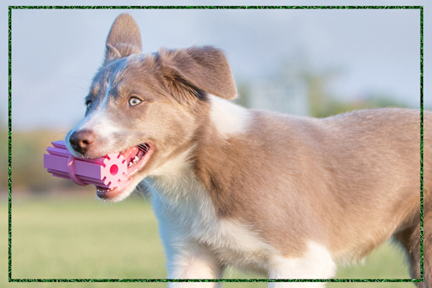 9PR: KONG Puppy Teething Stick