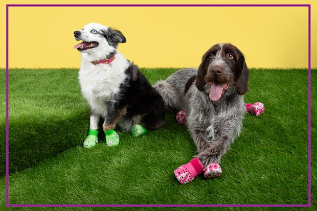 9PR: Pet Crocs
