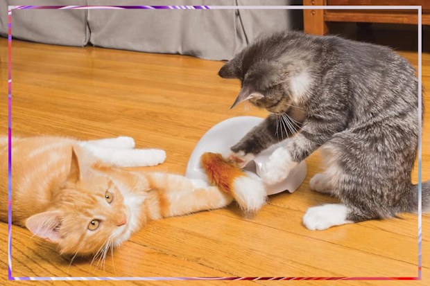 9PR: PetSafe FroliCat Fox Den Automatic Cat Toy