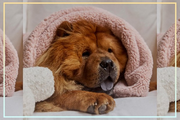 9PR: Hommey Pet Power Nap Bundle