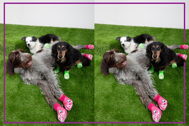9PR: Pet Crocs