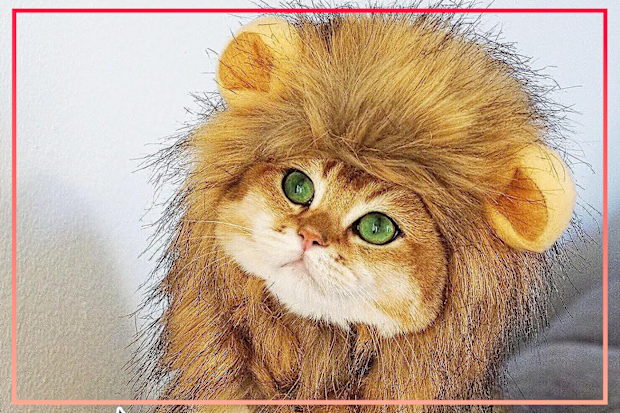 9PR: OMG Adorables Lion Mane Adjustable Pet Wi