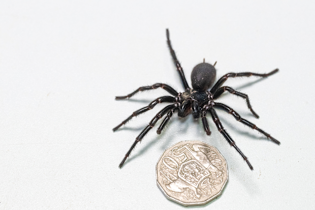 Funnel Web