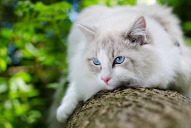3. Ragdoll cat