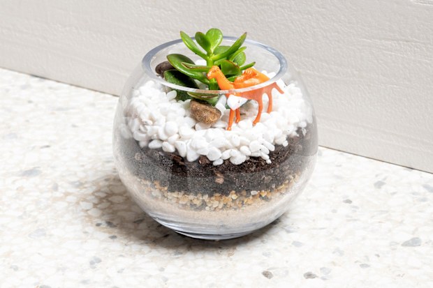 A succulent delivery service exists for people who can't keep plant alive