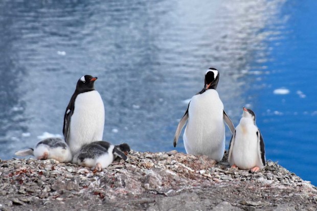 Antarctica penguins