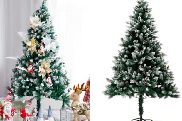 Two snow-tipped Christmas trees.
