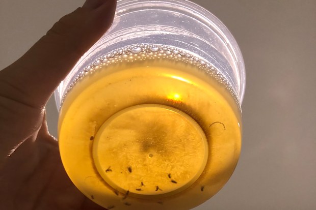 How to get rid of fruit flies using DIY method