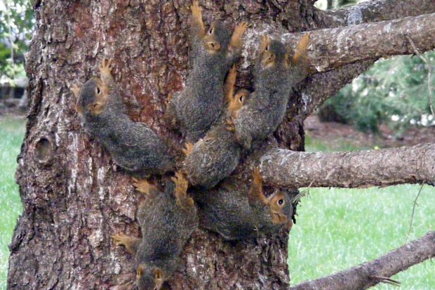 The tangled-up squirrels. (Craig Luttman)