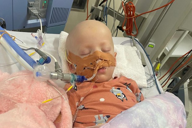 Willow during cancer treatment.
