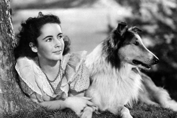 Elizabeth Taylor in 'The Courage of Lassie'.