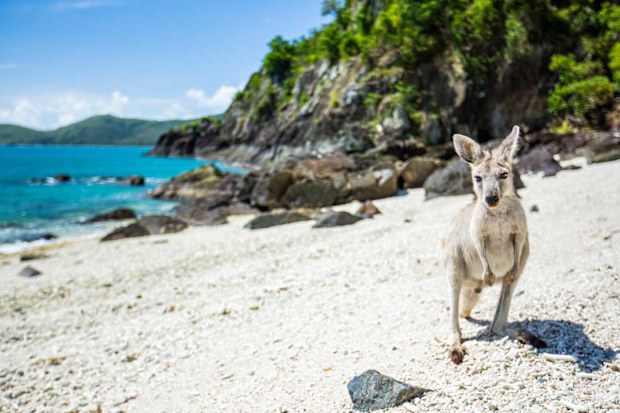 The island is home to a cute sub-species of 'roo, called the wallaroo.