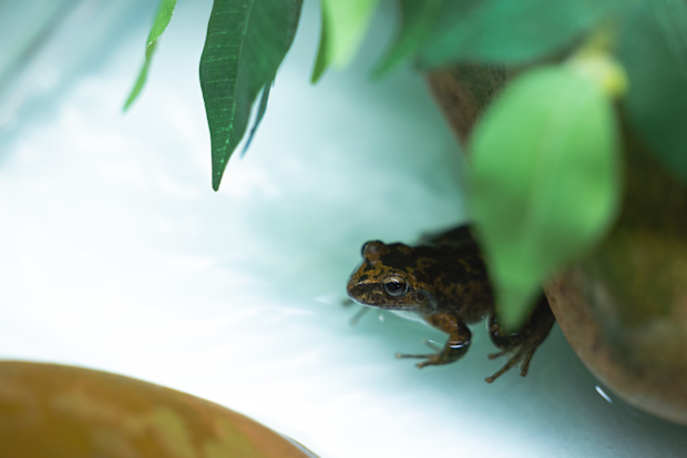 A native Australian Booroolong frog.