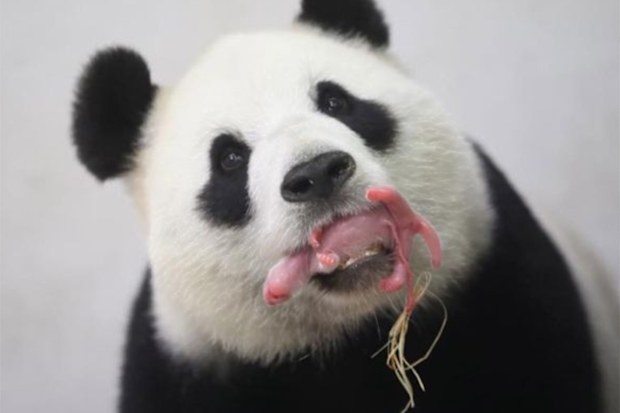 Pairi Daiza. (Facebook)