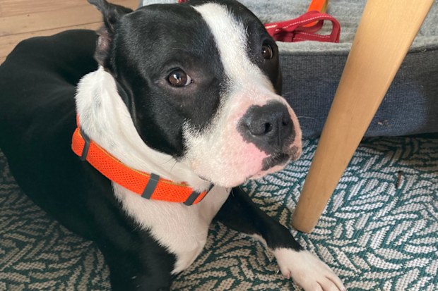 'Sox' the sweet English Staffordshire was found as a stray.