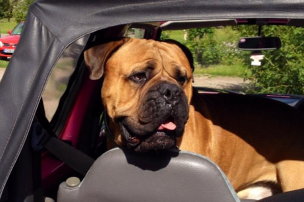 Couple bring wedding forward for dog 