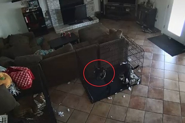 Dog collar comes off cage TikTok