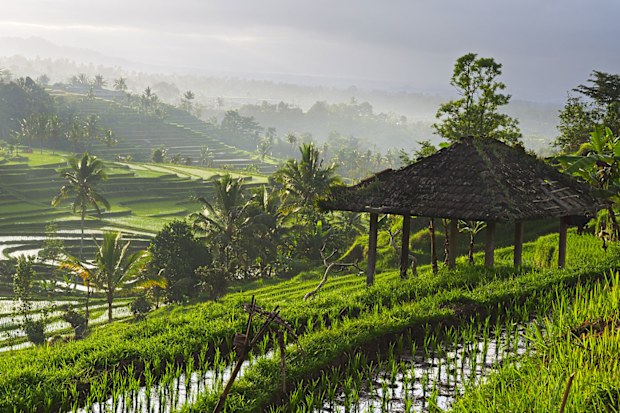 Rice paddy fields in Bali, Indonesia.