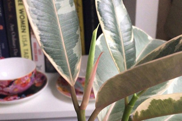 The 7 obsessive habits every 'plant parent' knows all too well