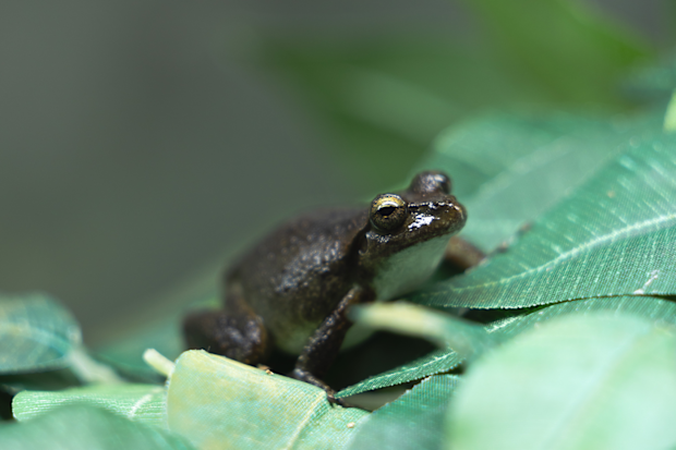 A native Australian Booroolong frog.