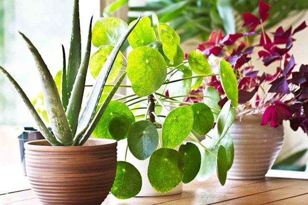 Indoor plants