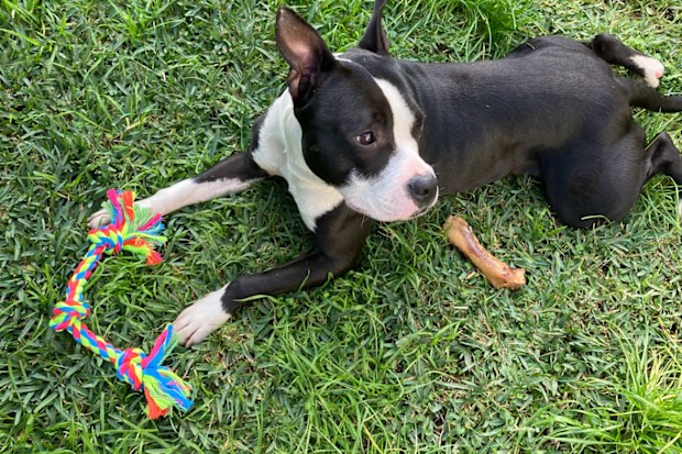 Sox is a three-year-old pup who is looking for his 'furever home'.