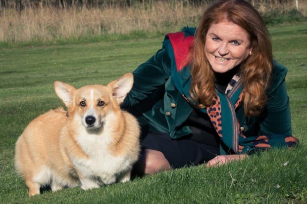 Sarah the duchess with the queens corgies