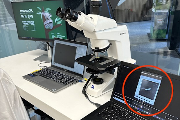 Dr Justine O'Brien's desk at Taronga's Institute of Science and Learning, where a little white dot wriggles on her laptop screen.