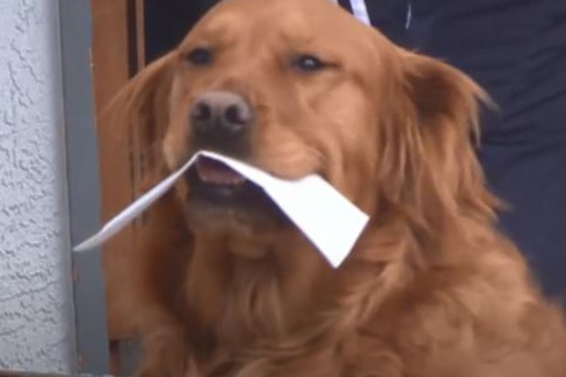 Sunny is a very good boy.