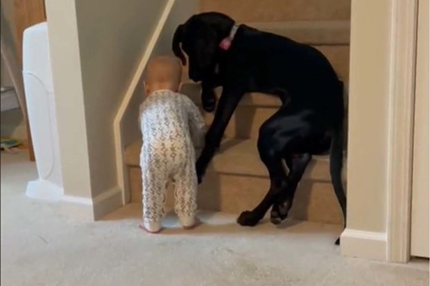Baby trying to go up stairs with big black dog sitting on the stairs blocking him.