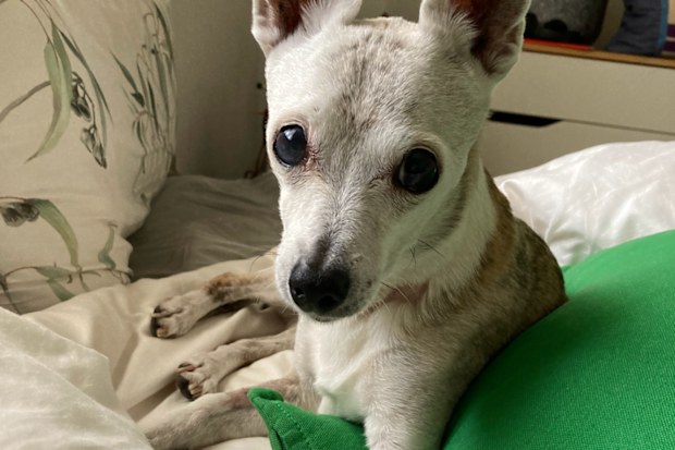 Audrey was in our lives for 18 amazing years.