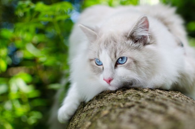 Ragdoll cat