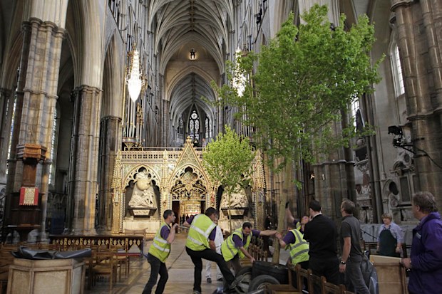 Workers put in place an English field maple tree in Westminster Abbey in London in preparation for the Royal wedding .   (Photo by Sang Tan/PA Images via Getty Images)