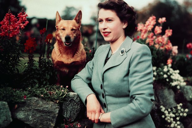 The Queen with a corgi in 1952