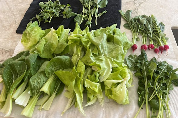 balcony gardening