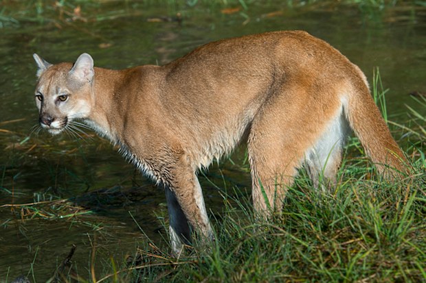 Cougar mountain lion