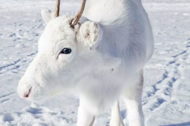 The rare white reindeer’s coat is due to a genetic mutation. (Caters)