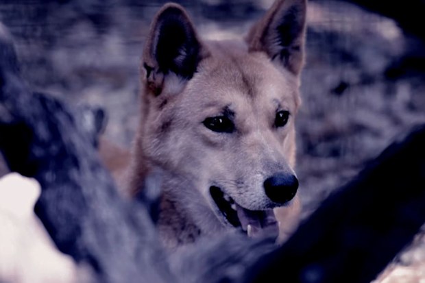 Parents of dingo attack toddler break their silence