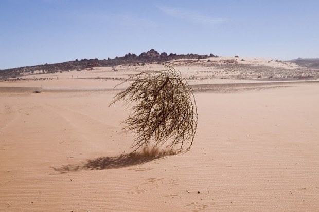 Tumbleweed rolling across desert