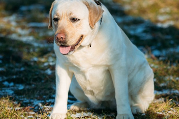Overweight dog