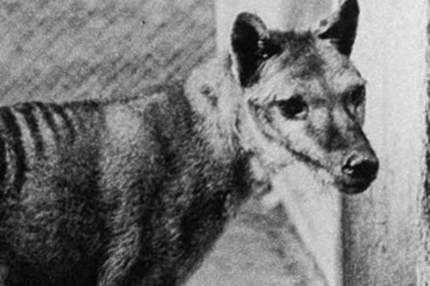 Tasmanian tiger may not be extinct
